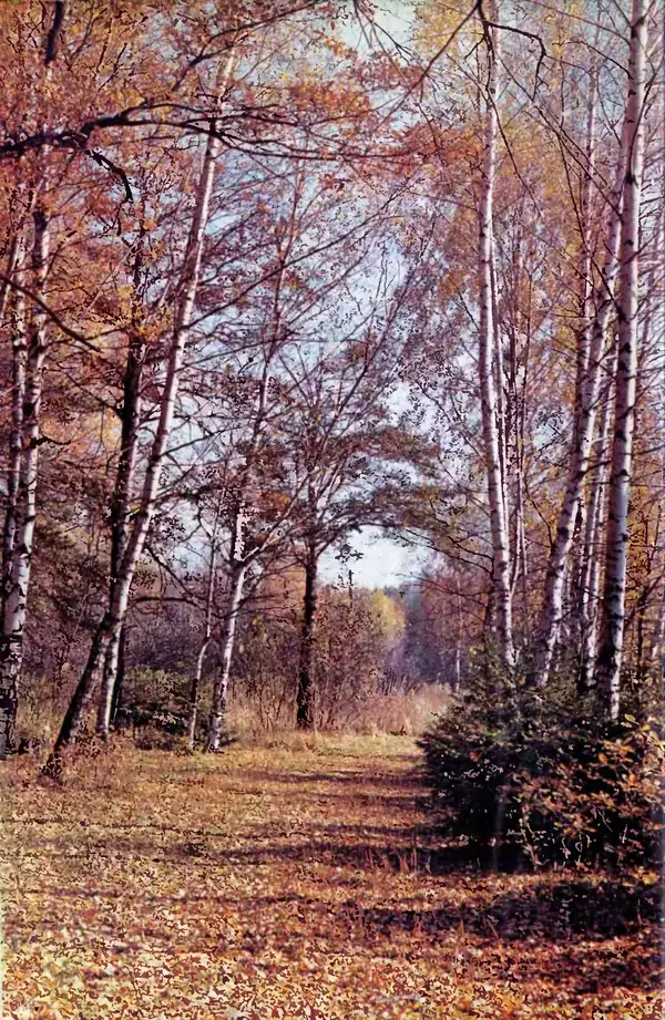 Фёдор Фёдоров - Грибы - Страница № 2