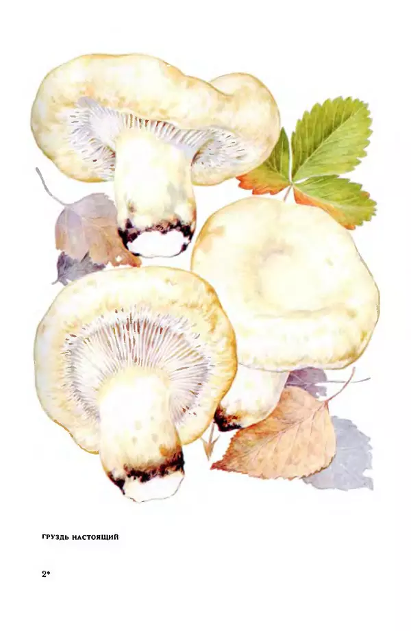 Фёдор Фёдоров - Грибы - Страница № 22