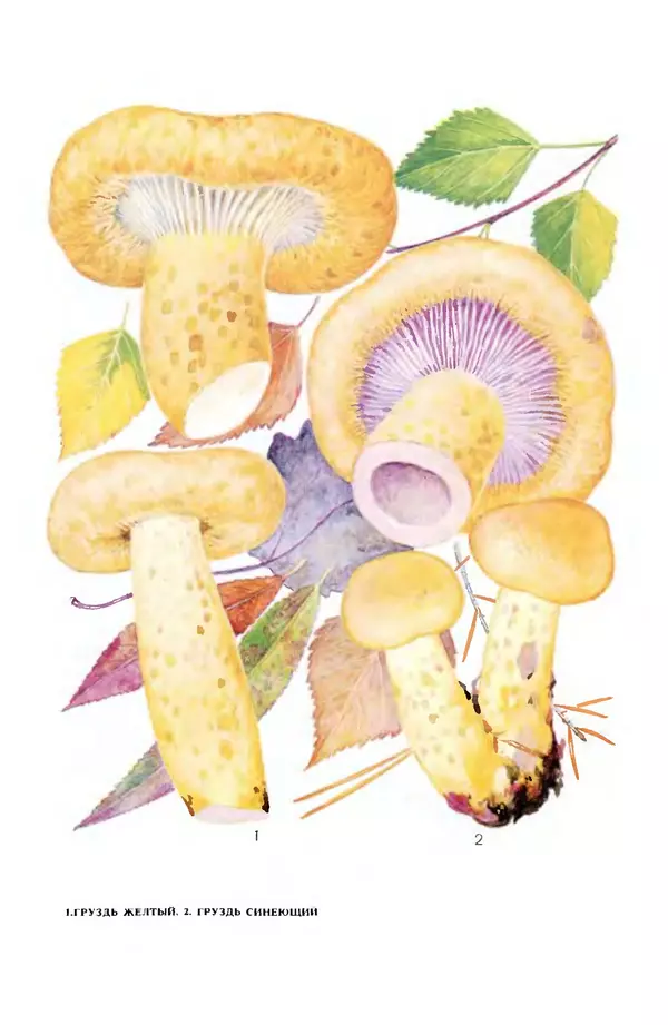 Фёдор Фёдоров - Грибы - Страница № 23