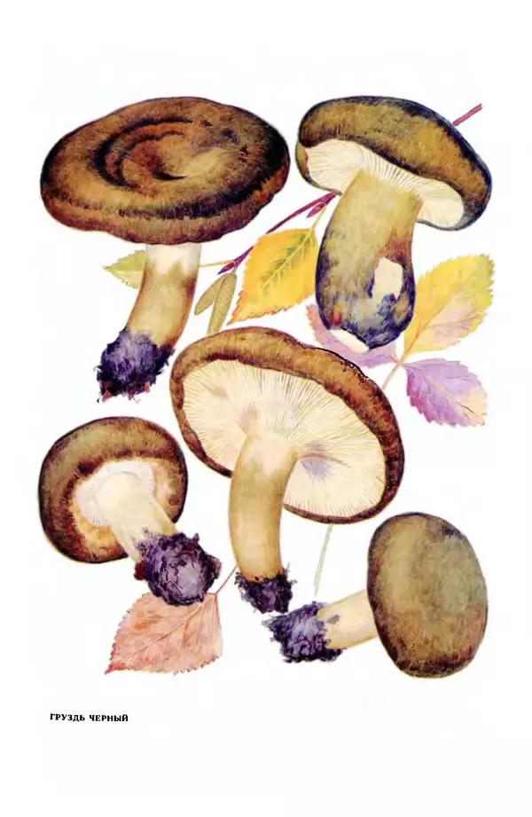 Фёдор Фёдоров - Грибы - Страница № 26