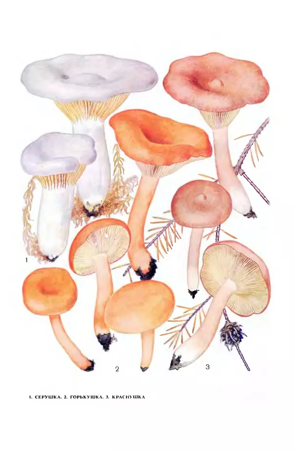 Фёдор Фёдоров - Грибы - Страница № 31