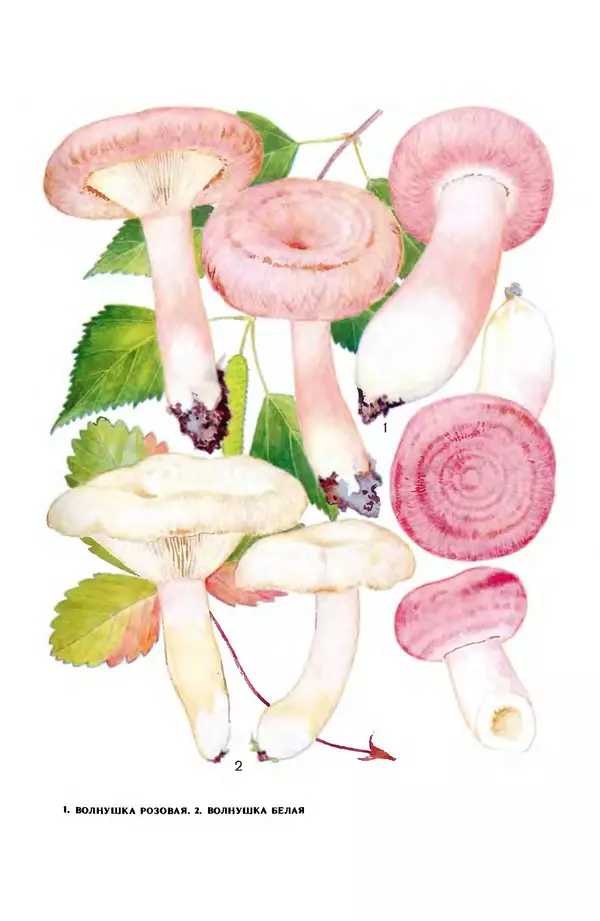 Фёдор Фёдоров - Грибы - Страница № 34