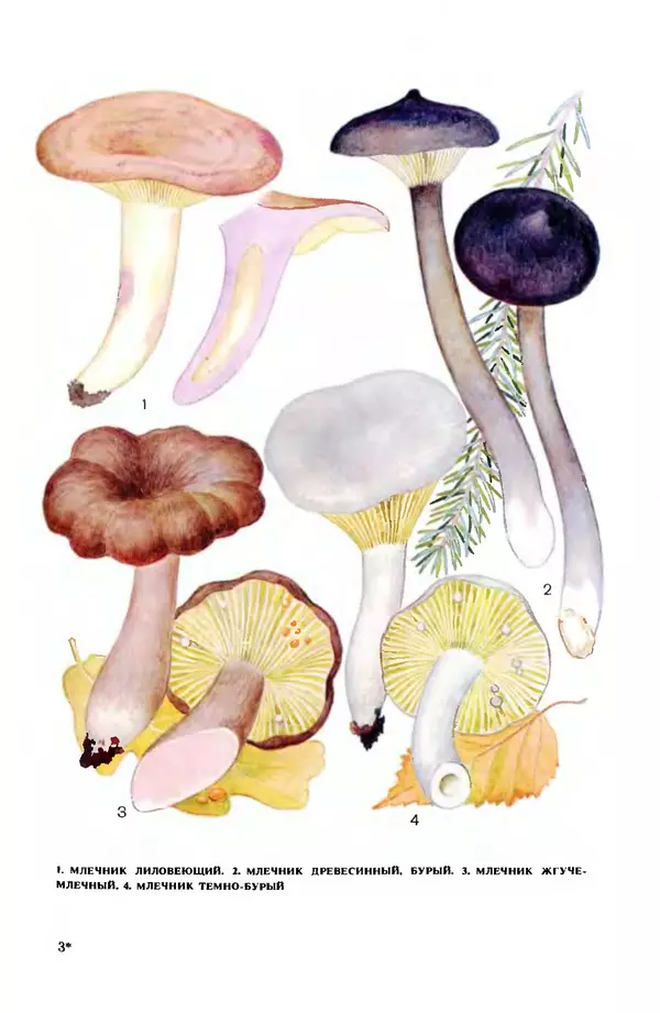 Фёдор Фёдоров - Грибы - Страница № 38