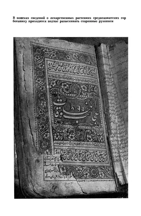 Окмир Агаханянц - За растениями по горам Средней Азии - Страница № 133