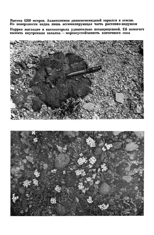 Окмир Агаханянц - За растениями по горам Средней Азии - Страница № 137