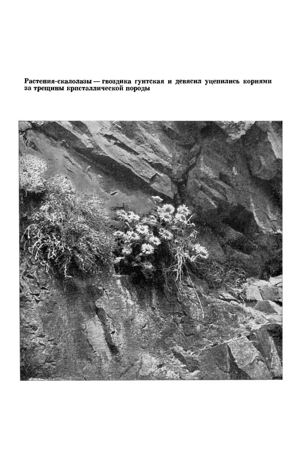 Окмир Агаханянц - За растениями по горам Средней Азии - Страница № 139