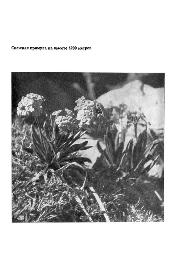 Окмир Агаханянц - За растениями по горам Средней Азии - Страница № 147