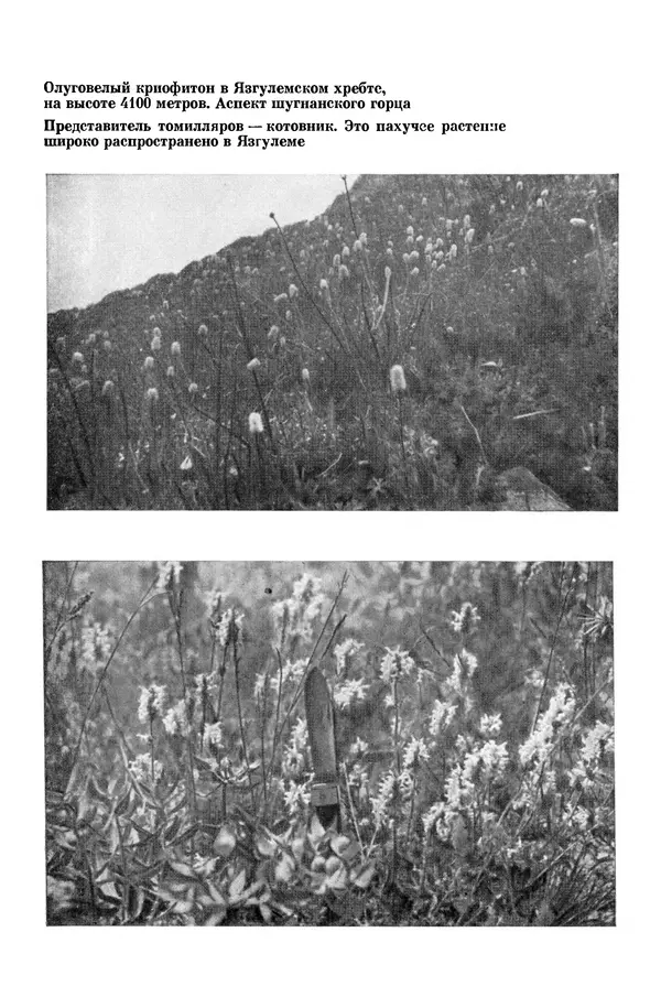 Окмир Агаханянц - За растениями по горам Средней Азии - Страница № 151