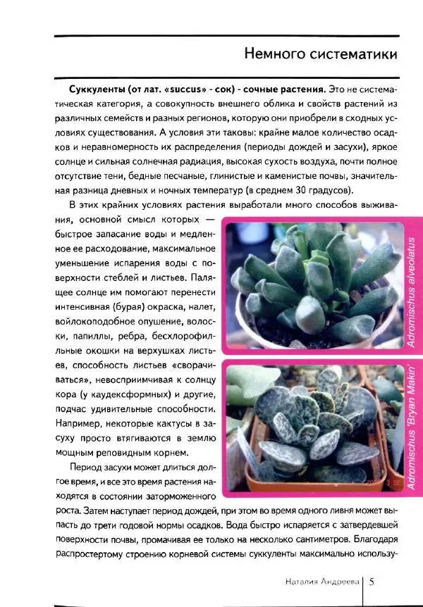 Наталия Андреева - Суккуленты и их секреты - Страница № 6