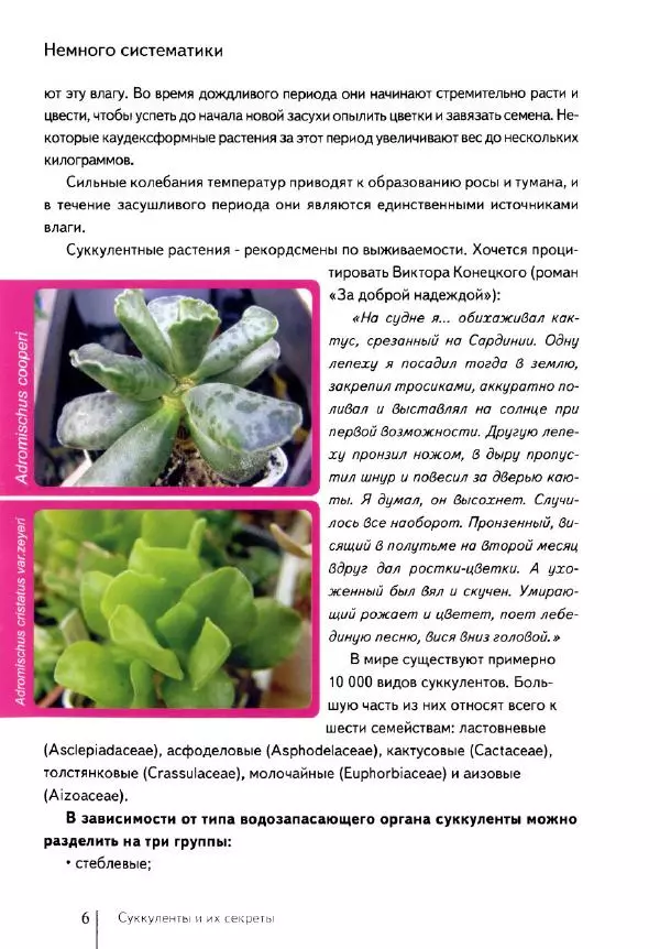 Наталия Андреева - Суккуленты и их секреты - Страница № 7