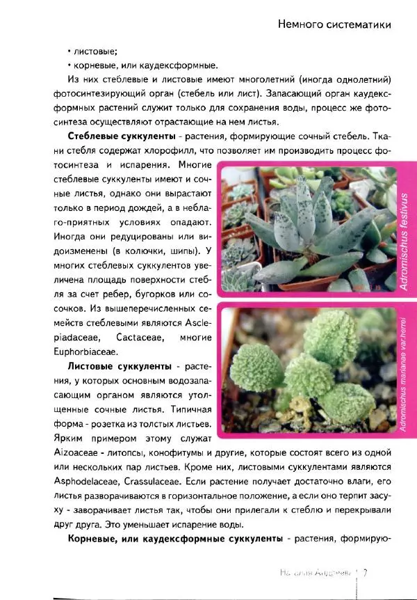 Наталия Андреева - Суккуленты и их секреты - Страница № 8