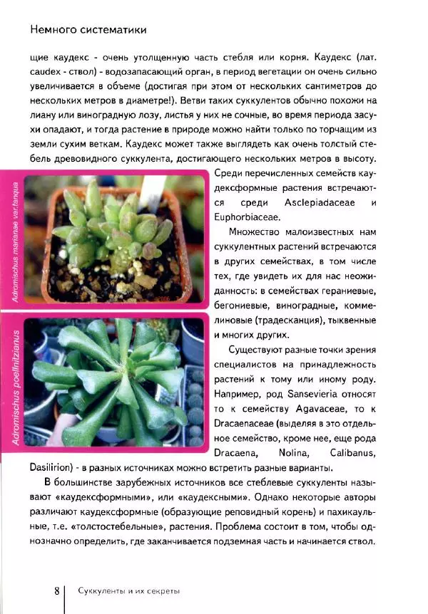 Наталия Андреева - Суккуленты и их секреты - Страница № 9