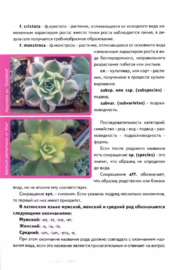 Наталия Андреева - Суккуленты и их секреты - Страница № 11