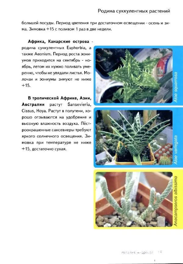 Наталия Андреева - Суккуленты и их секреты - Страница № 16