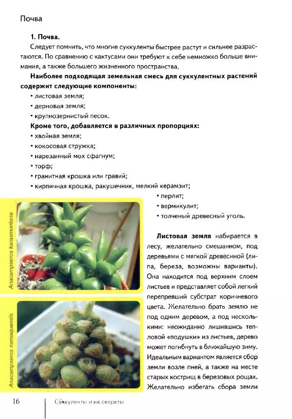 Наталия Андреева - Суккуленты и их секреты - Страница № 17