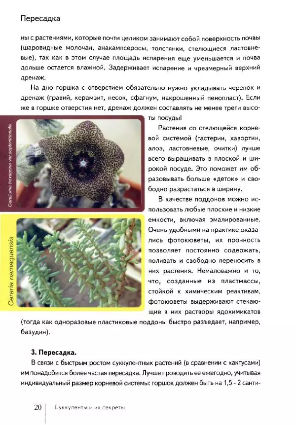 Наталия Андреева - Суккуленты и их секреты - Страница № 21