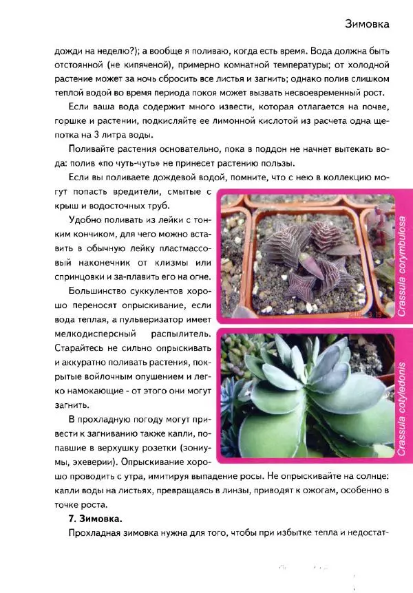 Наталия Андреева - Суккуленты и их секреты - Страница № 26