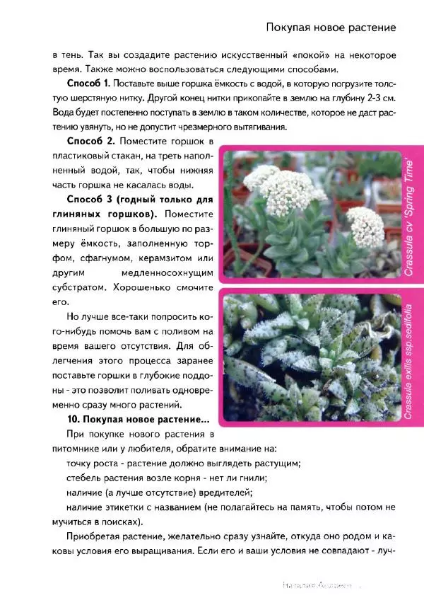 Наталия Андреева - Суккуленты и их секреты - Страница № 30
