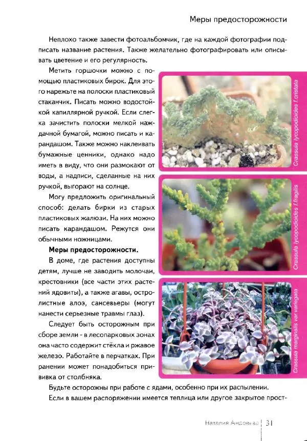 Наталия Андреева - Суккуленты и их секреты - Страница № 32