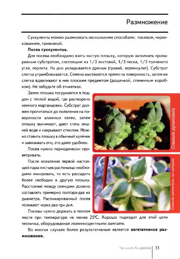 Наталия Андреева - Суккуленты и их секреты - Страница № 34