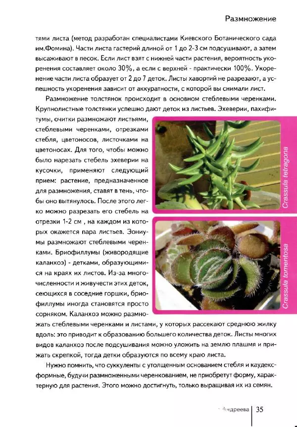 Наталия Андреева - Суккуленты и их секреты - Страница № 36
