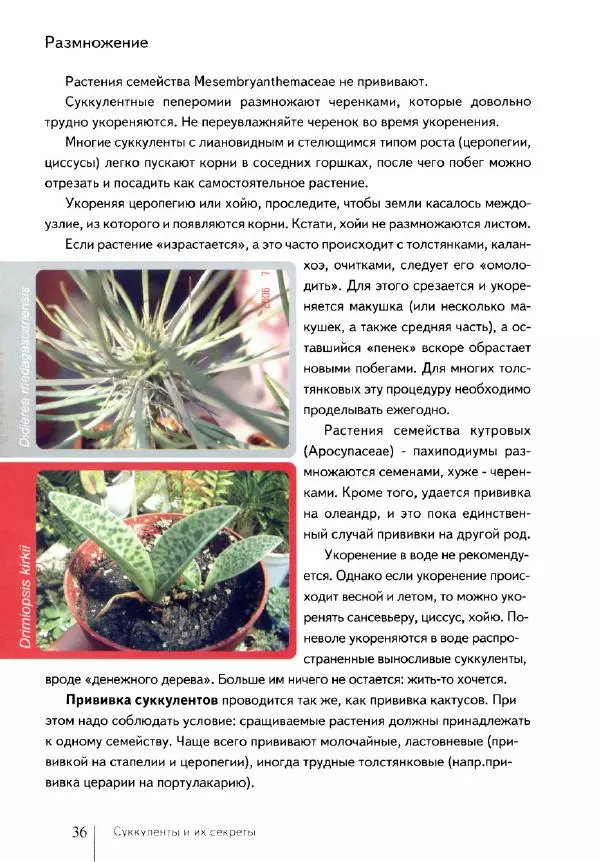 Наталия Андреева - Суккуленты и их секреты - Страница № 37