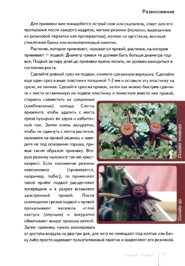 Наталия Андреева - Суккуленты и их секреты - Страница № 38