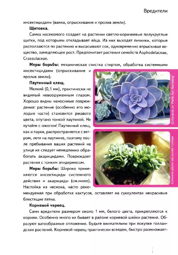 Наталия Андреева - Суккуленты и их секреты - Страница № 40