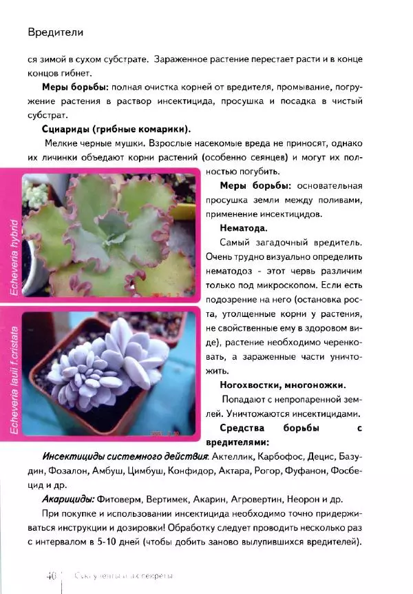 Наталия Андреева - Суккуленты и их секреты - Страница № 41