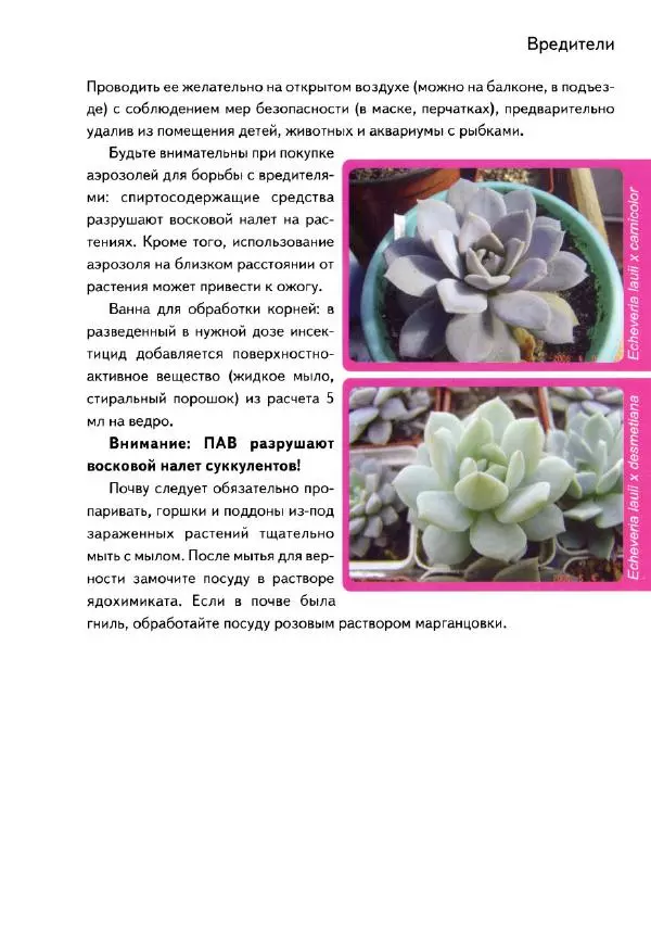 Наталия Андреева - Суккуленты и их секреты - Страница № 42