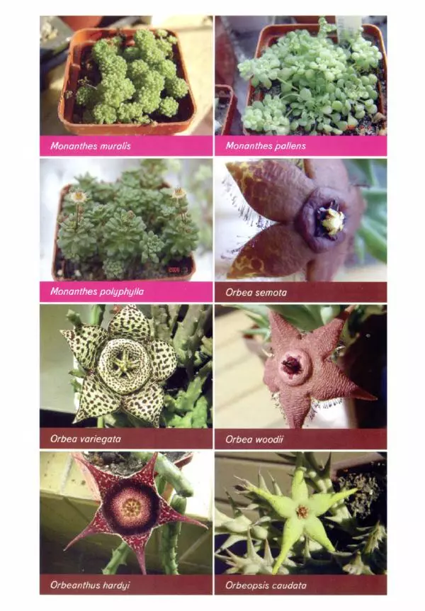 Наталия Андреева - Суккуленты и их секреты - Страница № 43