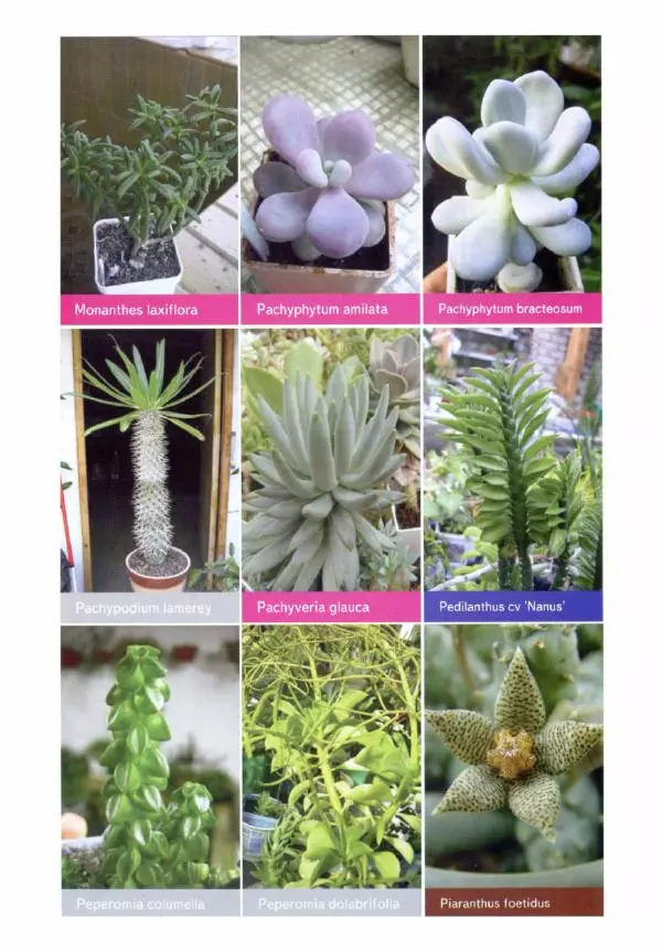 Наталия Андреева - Суккуленты и их секреты - Страница № 47