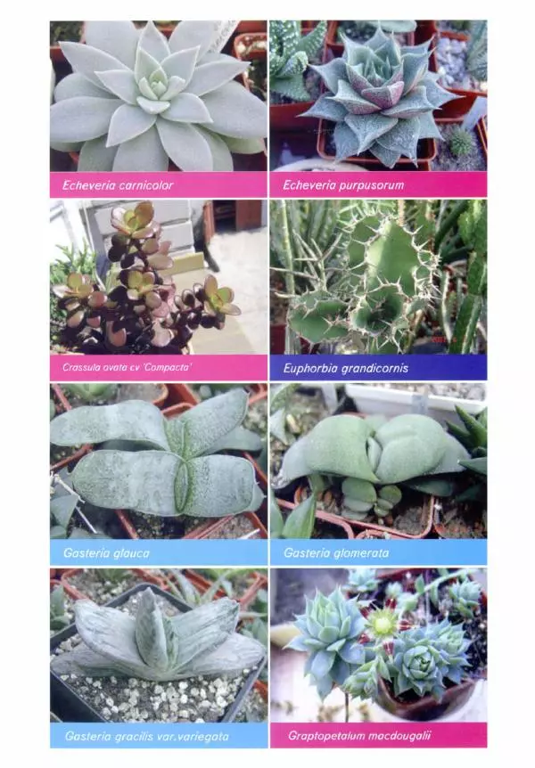 Наталия Андреева - Суккуленты и их секреты - Страница № 49