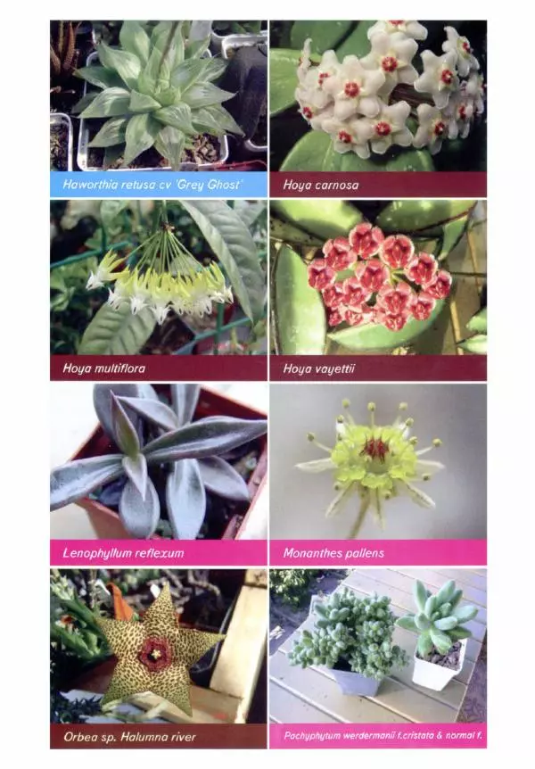 Наталия Андреева - Суккуленты и их секреты - Страница № 50