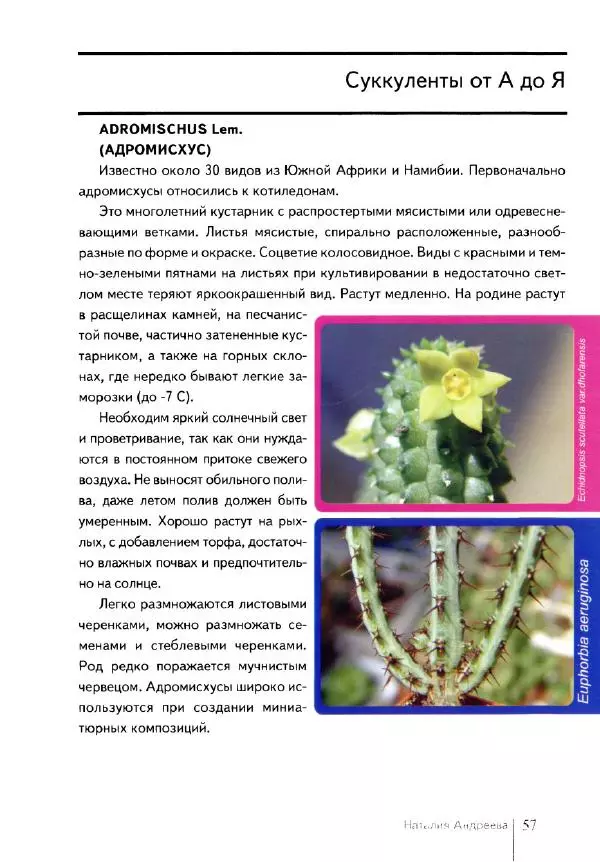 Наталия Андреева - Суккуленты и их секреты - Страница № 58