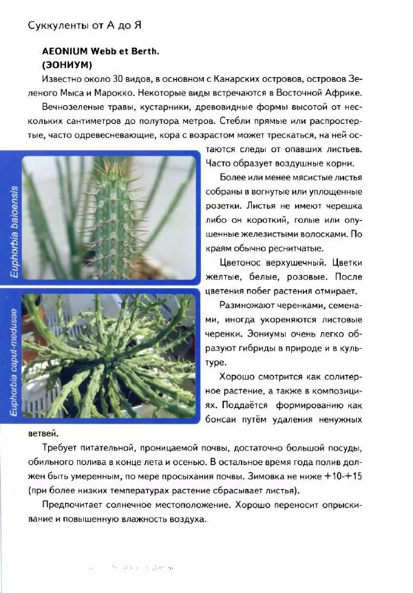 Наталия Андреева - Суккуленты и их секреты - Страница № 59