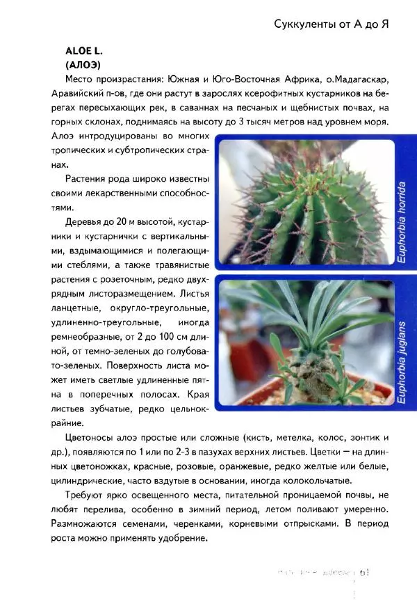 Наталия Андреева - Суккуленты и их секреты - Страница № 62
