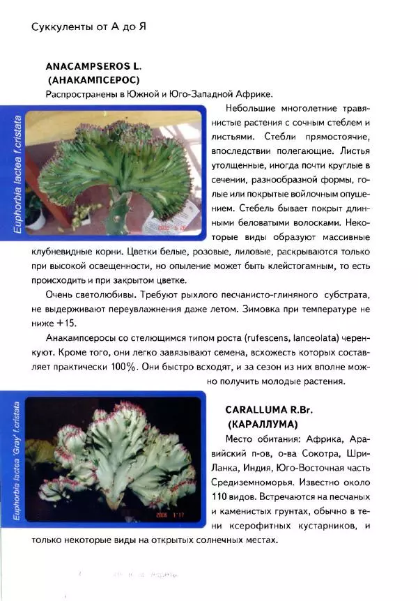 Наталия Андреева - Суккуленты и их секреты - Страница № 63