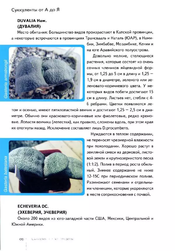 Наталия Андреева - Суккуленты и их секреты - Страница № 67