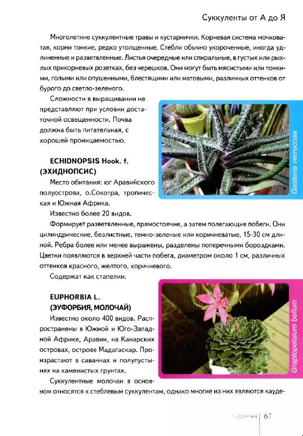 Наталия Андреева - Суккуленты и их секреты - Страница № 68