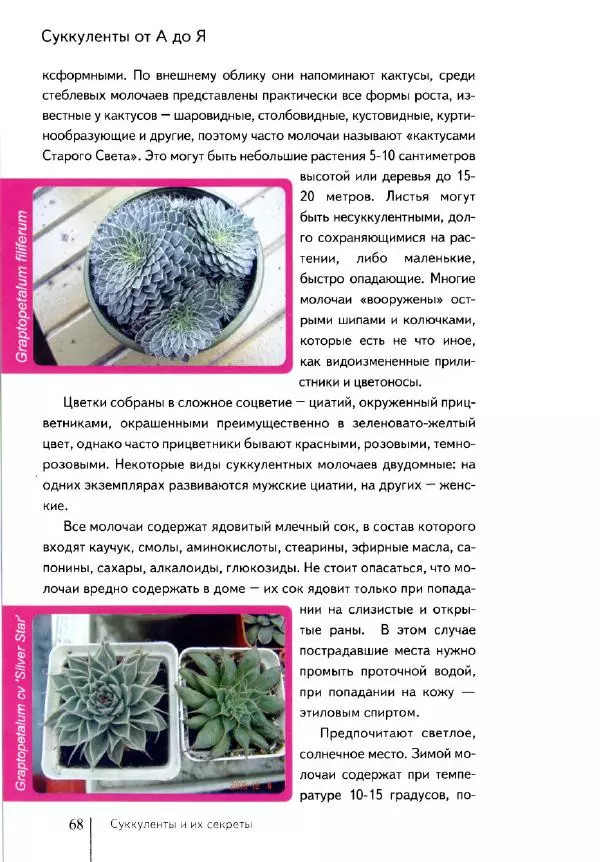 Наталия Андреева - Суккуленты и их секреты - Страница № 69