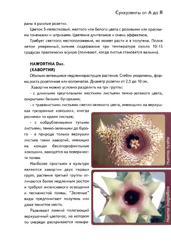 Наталия Андреева - Суккуленты и их секреты - Страница № 72