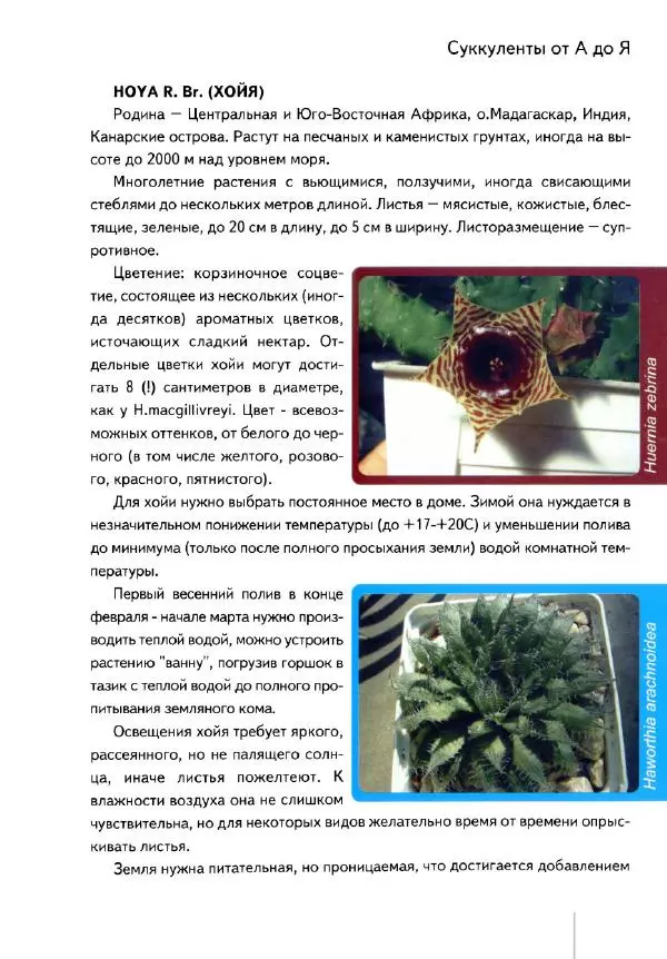Наталия Андреева - Суккуленты и их секреты - Страница № 74