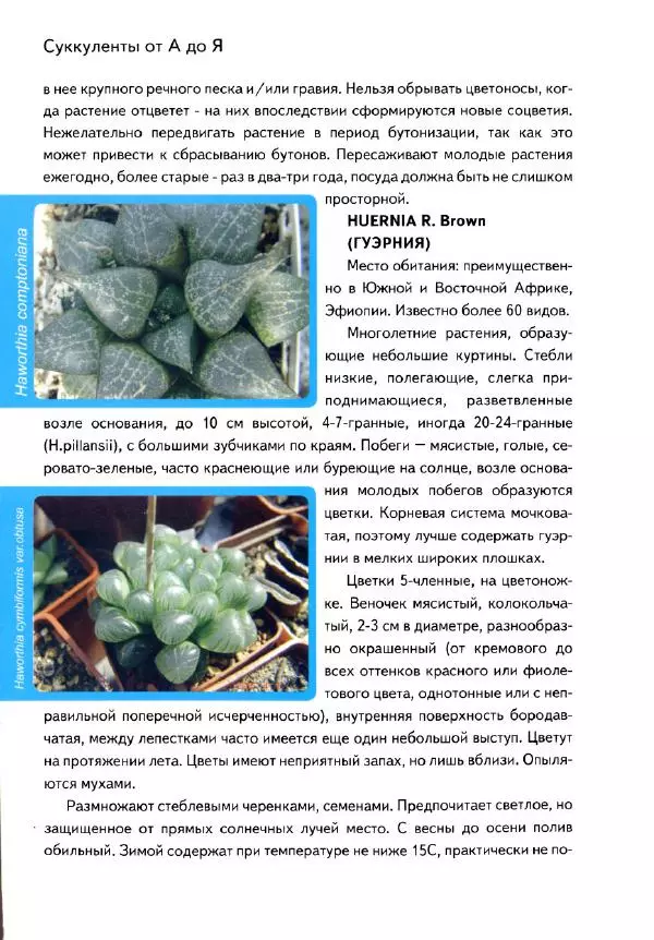 Наталия Андреева - Суккуленты и их секреты - Страница № 75