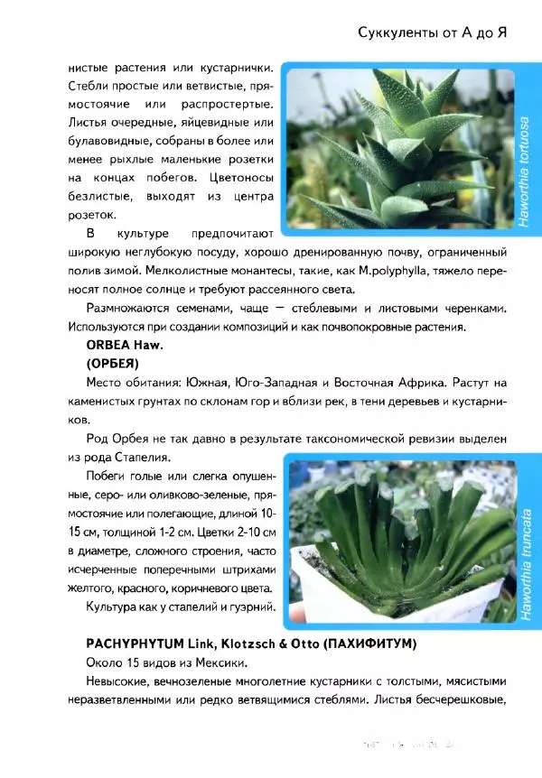 Наталия Андреева - Суккуленты и их секреты - Страница № 80