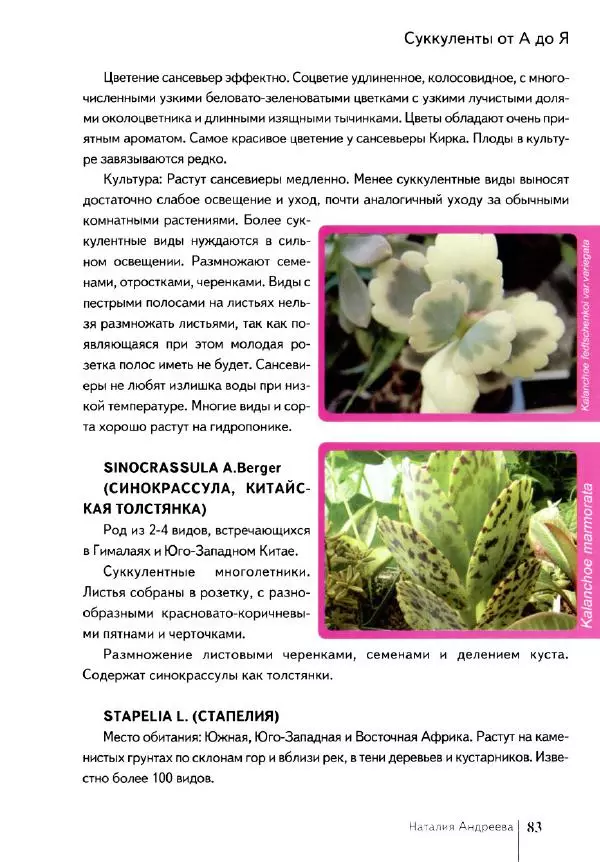 Наталия Андреева - Суккуленты и их секреты - Страница № 84