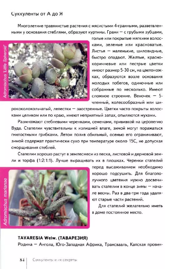 Наталия Андреева - Суккуленты и их секреты - Страница № 85