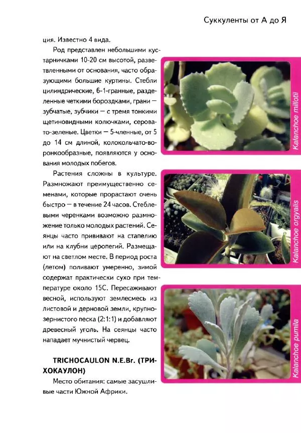 Наталия Андреева - Суккуленты и их секреты - Страница № 86