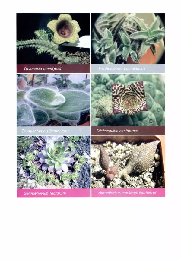 Наталия Андреева - Суккуленты и их секреты - Страница № 96