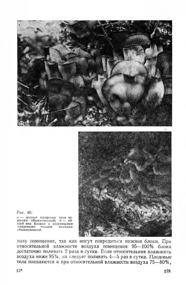 Ирина Дудка - Промышленное культивирование съедобных грибов - Страница № 180